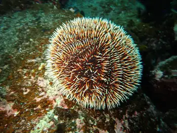 White Urchin