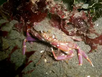 Dungeness Crab
