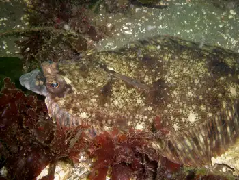 Flounder