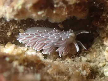 Red Flabellina Nudibranch