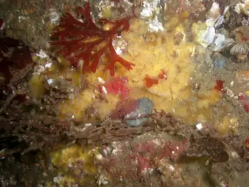 Sponge