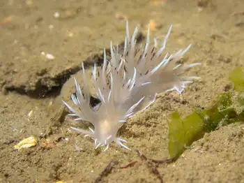 giant nudibranch