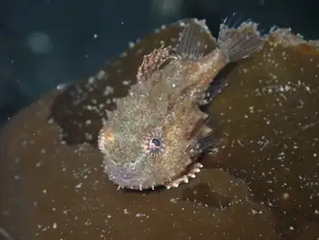 Spiny Lumpsucker