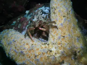 Giant Spined Star