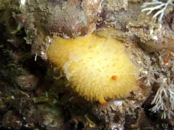 Sandalwood Nudibranch
