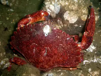 Red Rock Crab