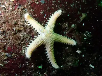 Crested Star