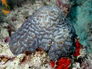 Coral