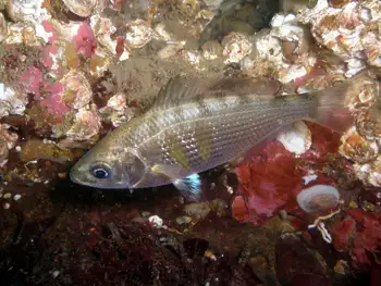 Shiner Perch
