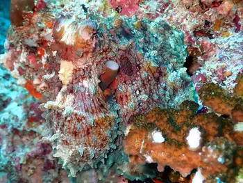indian reef octopus