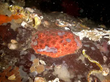 Red Creeping Pedal Sea Cucumber