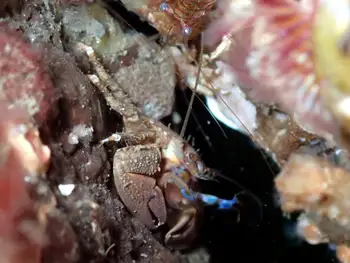 Porcelain Crab