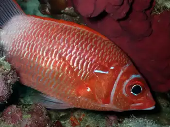 Giant Squirrelfish