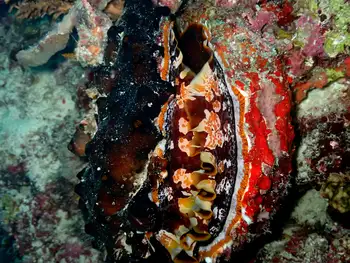 Variable Thorny Oyster