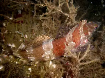Muff Hydroids