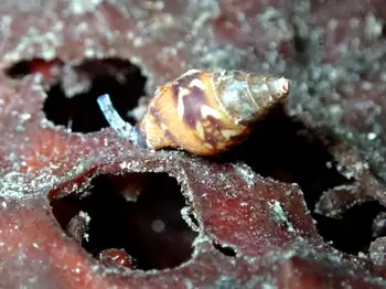 Snail