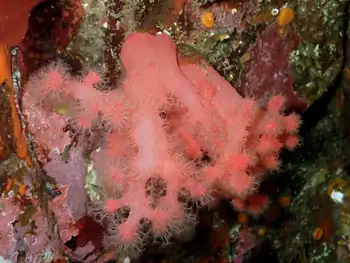 Red Soft Coral