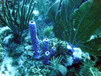 Branching Tube Sponge