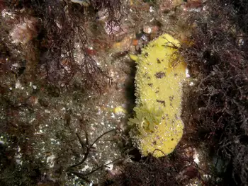 Monterey Sea Lemon