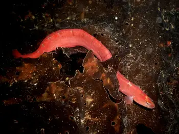 Longfin Gunnel