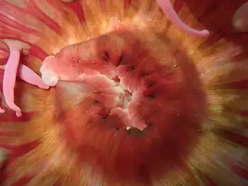 Sand Rose Anemone