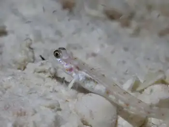 Fierce Shrimp Goby
