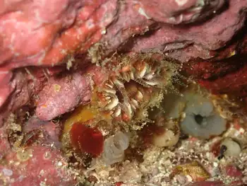 Anemone
