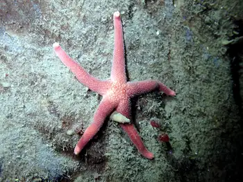 Ridged Blood Star