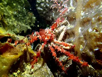 Graceful Decorator Crab