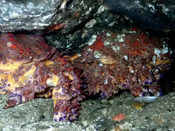 Puget Sound King Crabs