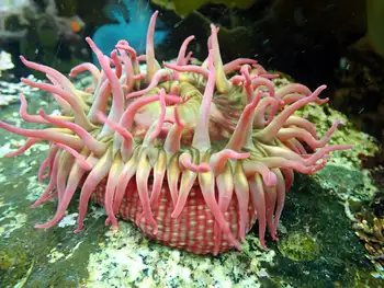 White Spotted Rose Anemone