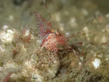 Coonstripe Shrimp
