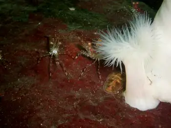 Anemones
