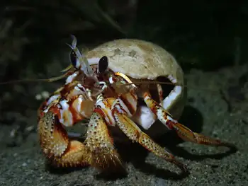 Blackeyed Hermit Crab