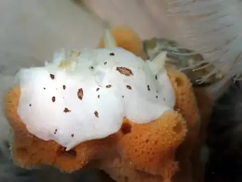 Leopard Nudibranch