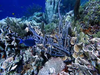 Coral