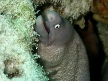 white eyed moray eel