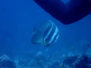 longfin batfish