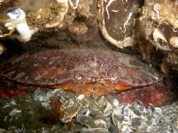 Red Rock Crab