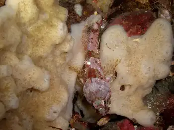 Hard Gnarled Clump Sponge