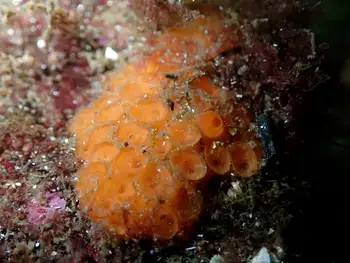 Orange Cratered Encrusting Sponge