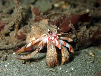 Blackeyed Hermit Crab