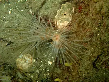 Calcareous Tube Worm