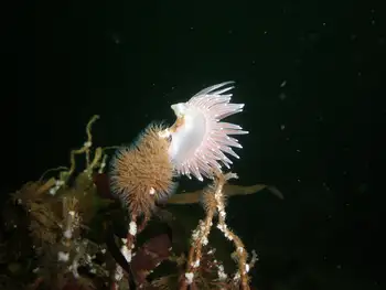 Red Flabellina Nudibranch