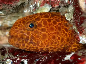 Juvenile Wolf Eel