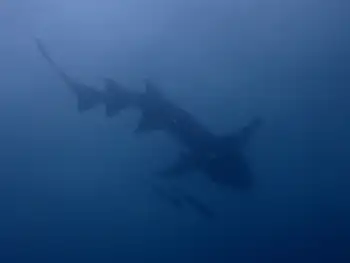 Nurse Shark
