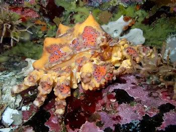 Juvenile Puget Sound King Crab