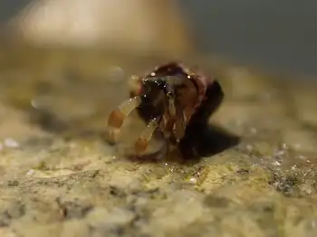 Hermit Crab