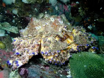 Puget Sound King Crab