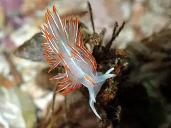 Horned Nudibranch